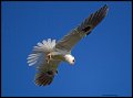 _4SB2832 white-tailed kite